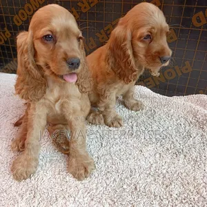 1-3 months Male Purebred English Cocker Spaniel