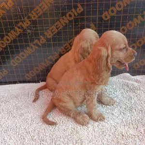 1-3 months Female Purebred English Cocker Spaniel