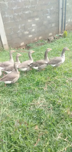Goose, Mature