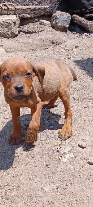 1-3 months Male Purebred Rottweiler