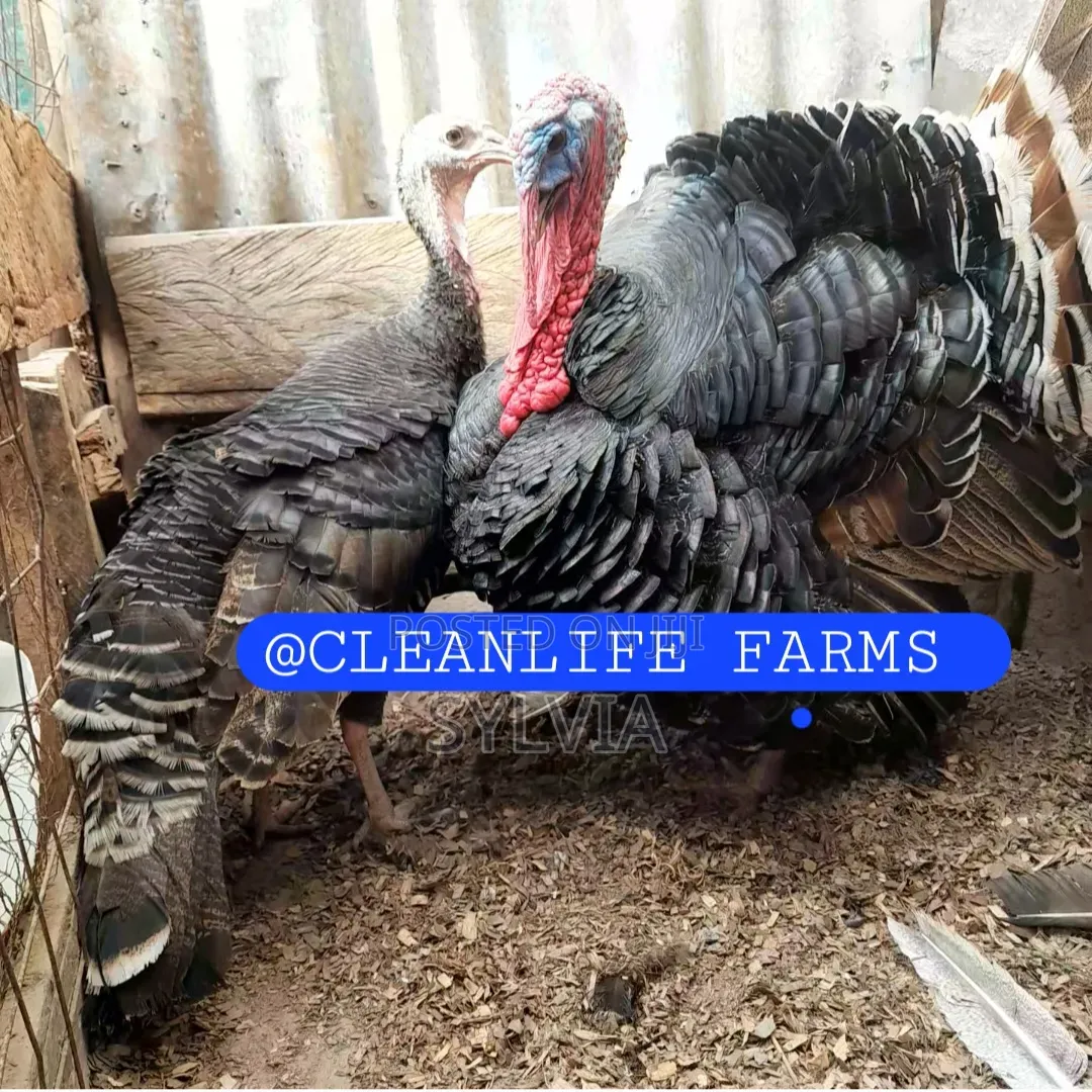Female Turkey