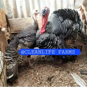 Female Turkey