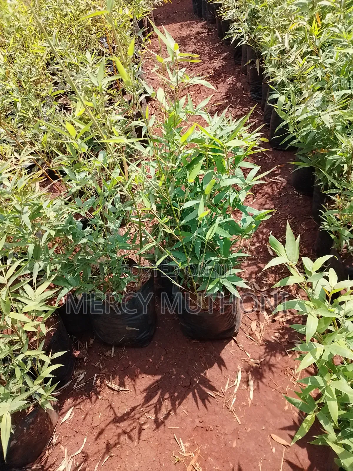 Miniature Bamboo