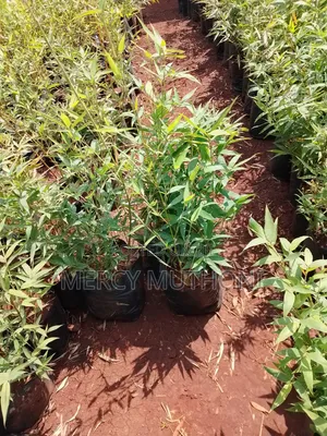 Miniature Bamboo