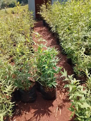 Miniature Bamboo