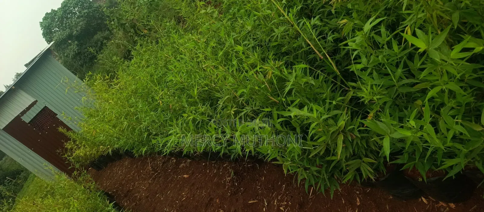 Miniature Bamboo
