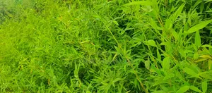 Miniature Bamboo