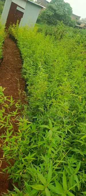 Miniature Bamboo