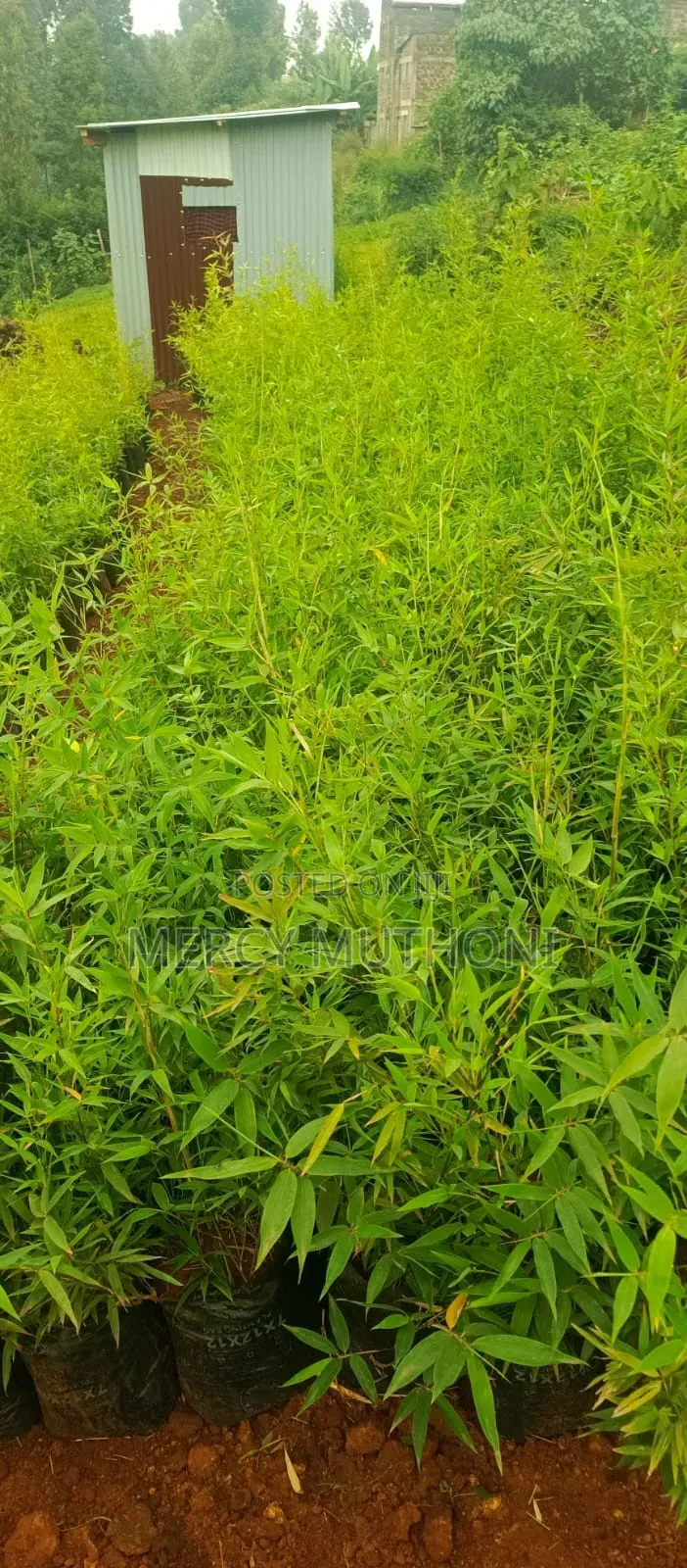 Miniature Bamboo