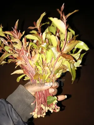Bwegabwega Premium Miraa