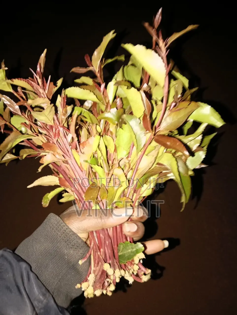 Bwegabwega Premium Miraa