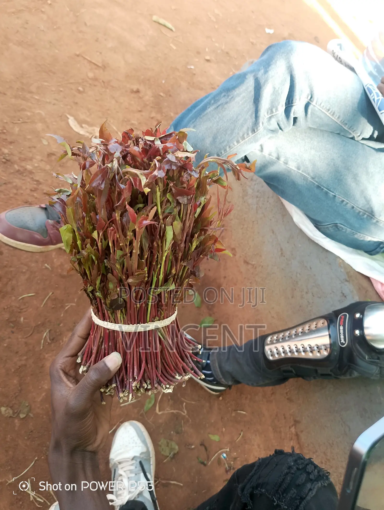 Bwegabwega Premium Miraa