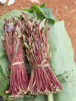 Bwegabwega Premium Miraa