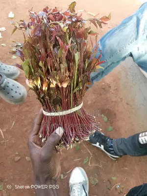 Bwegabwega Premium Miraa