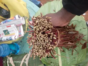 Bwegabwega Premium Miraa