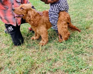 6-12 months Male Purebred English Cocker Spaniel