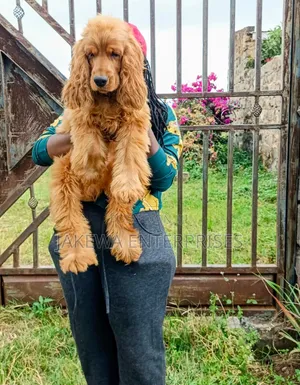 6-12 months Female Purebred English Cocker Spaniel