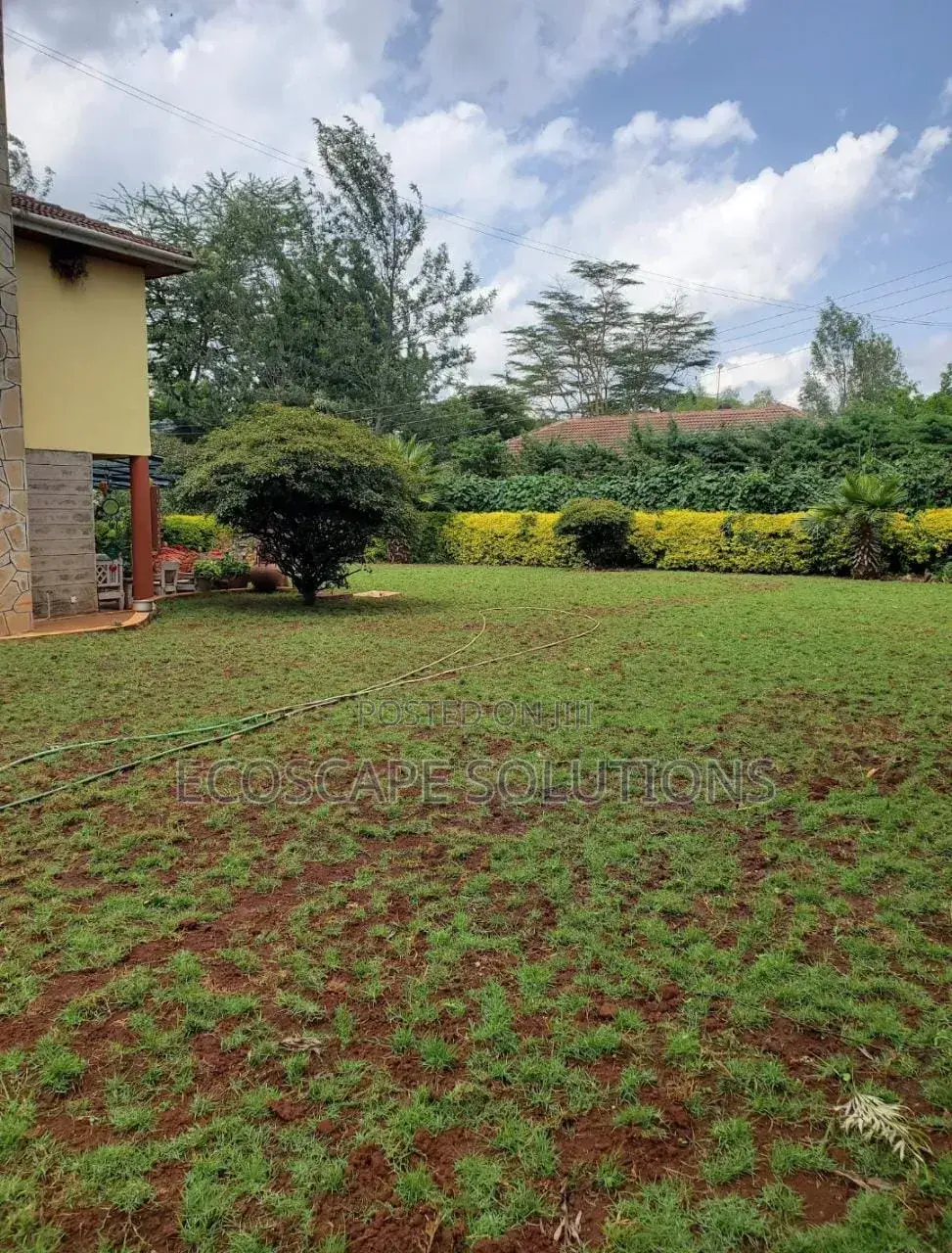 Arabica Grass