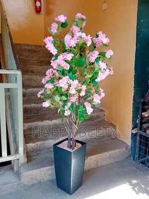 Cherry Blossom Plants With Pink Petals