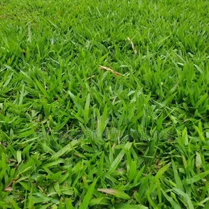 Pemba Grass