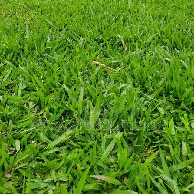 Pemba Grass