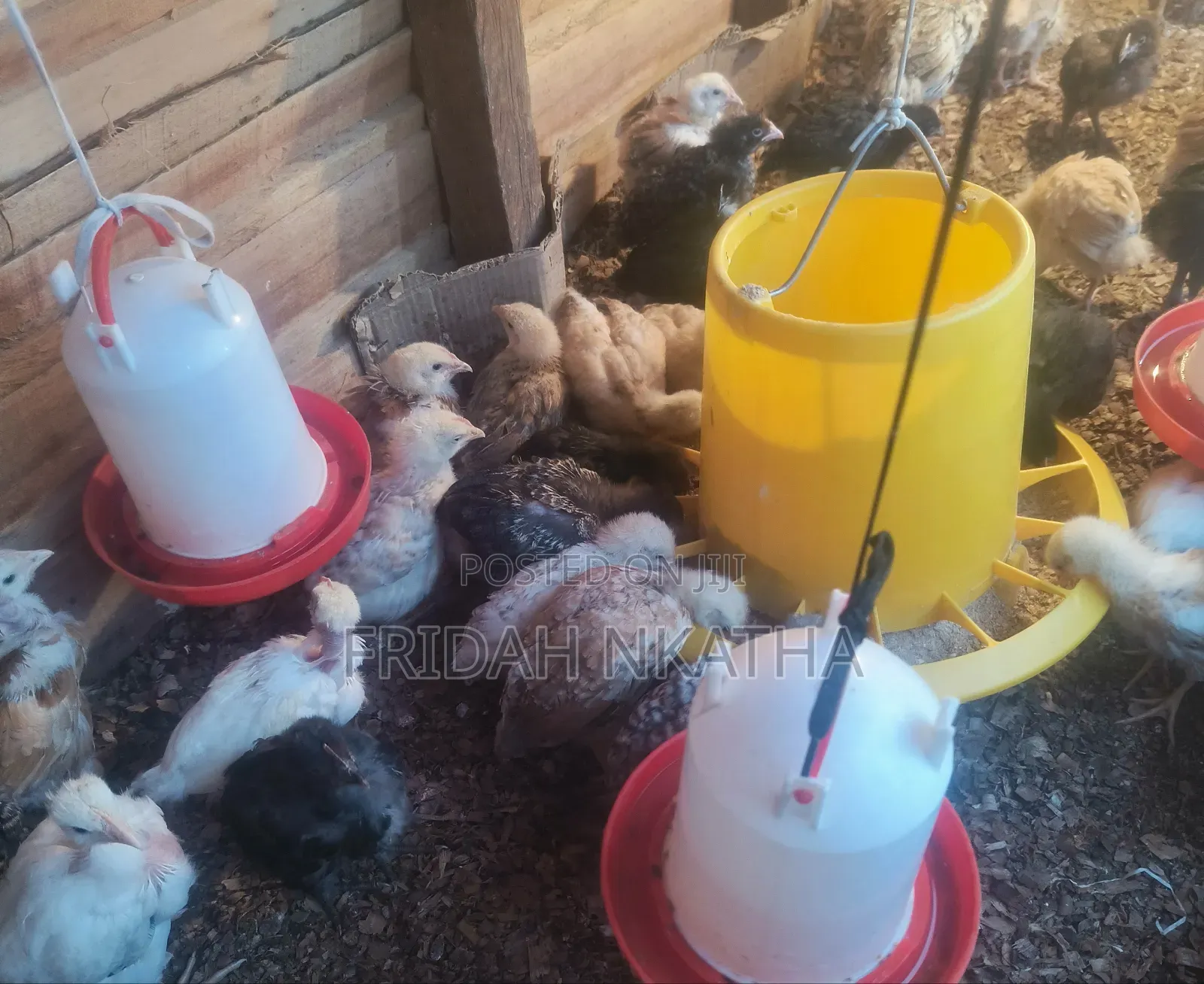 One Month Old Chicks