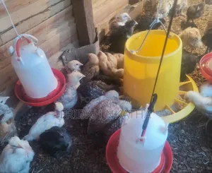 One Month Old Chicks