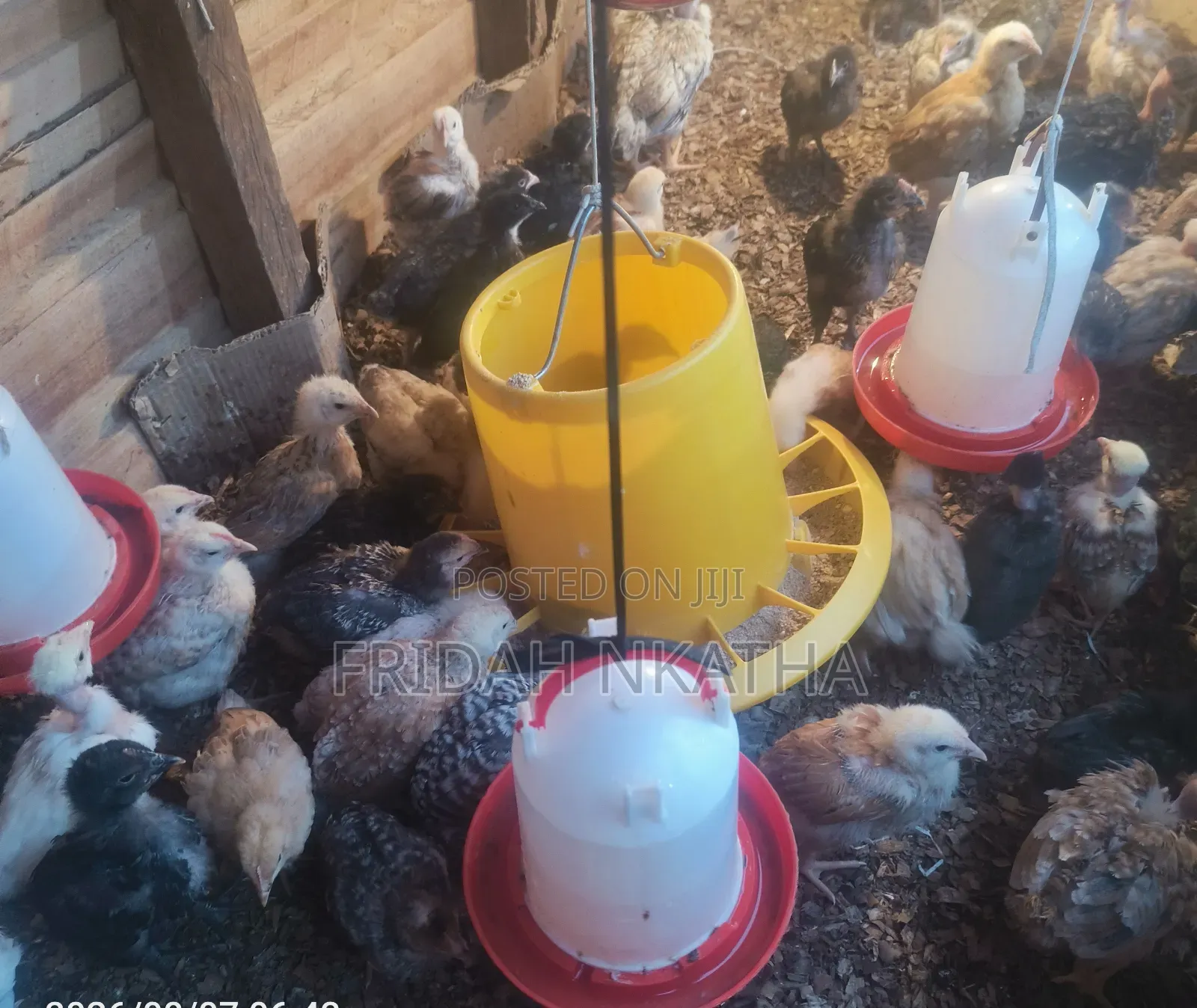 One Month Old Chicks