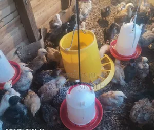 One Month Old Chicks