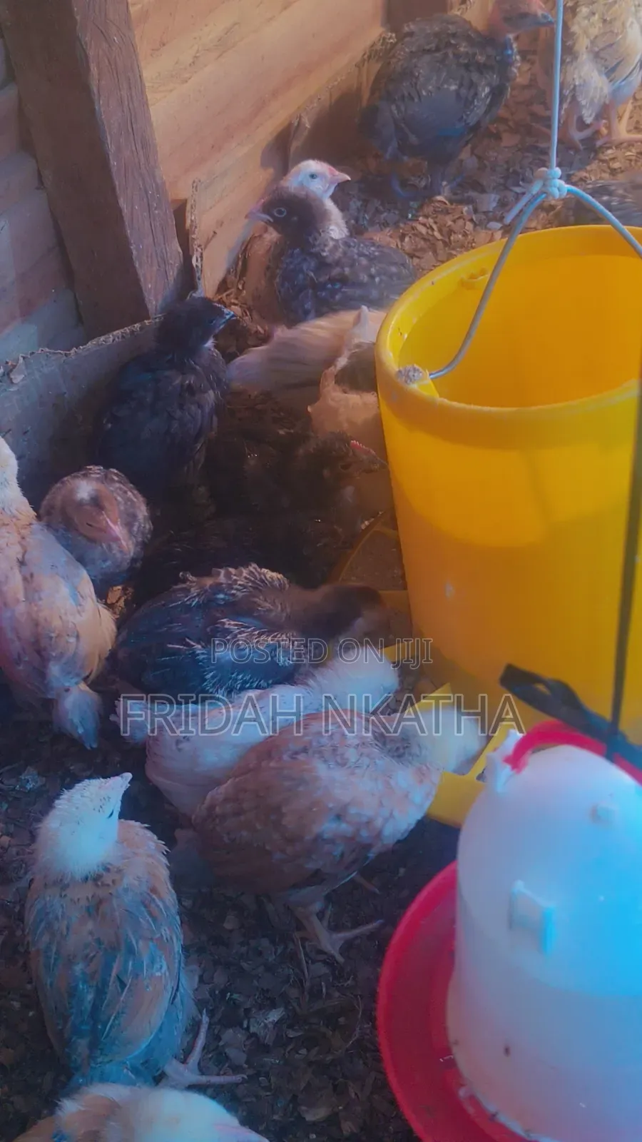 One Month Old Chicks