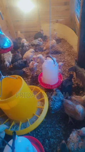 One Month Old Chicks