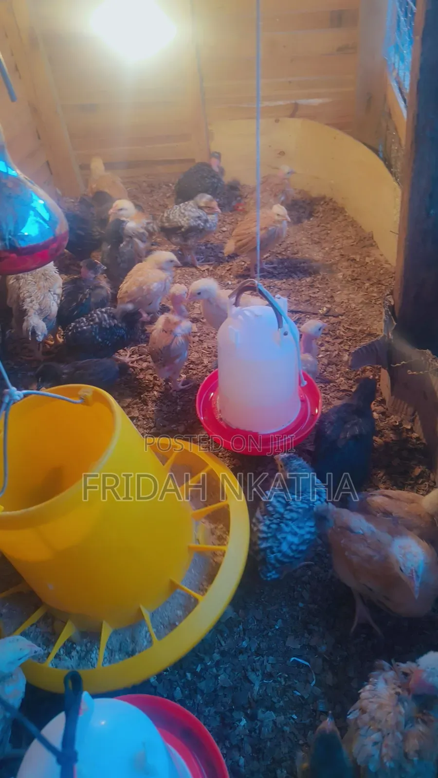 One Month Old Chicks