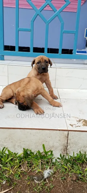 1-3 months Female Purebred Boerboel