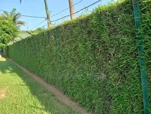 Non Invasive Ornamental Bamboo