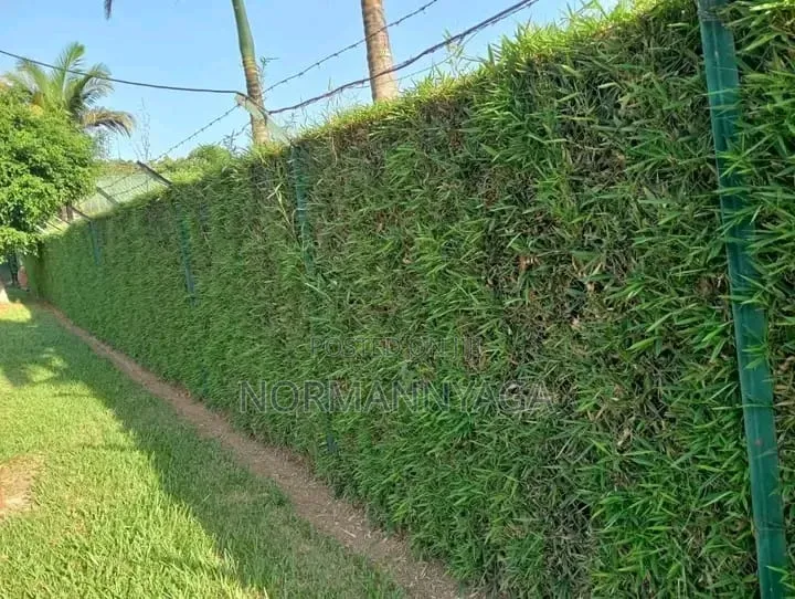 Non Invasive Ornamental Bamboo