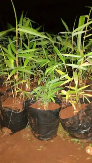 Non Invasive Ornamental Bamboo