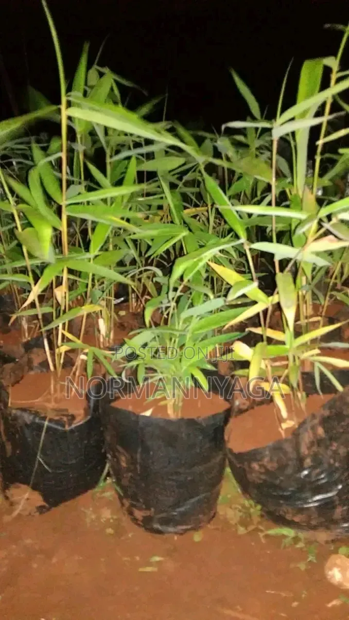 Non Invasive Ornamental Bamboo