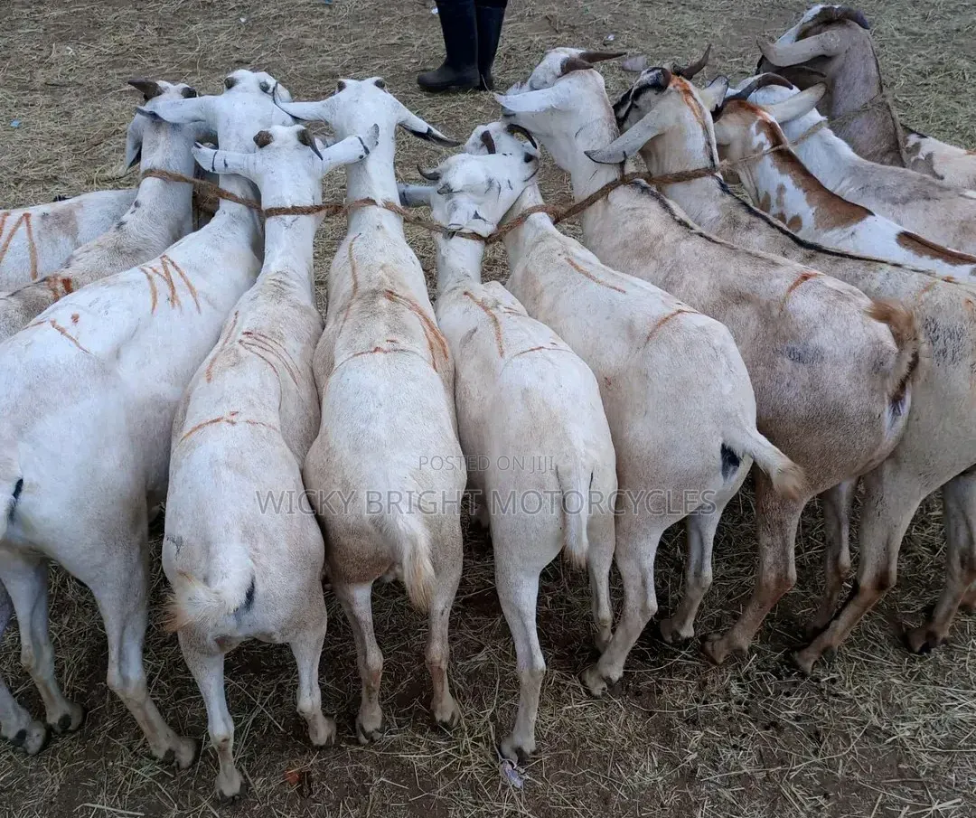 Galla Goats 