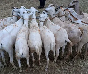 Galla Goats 