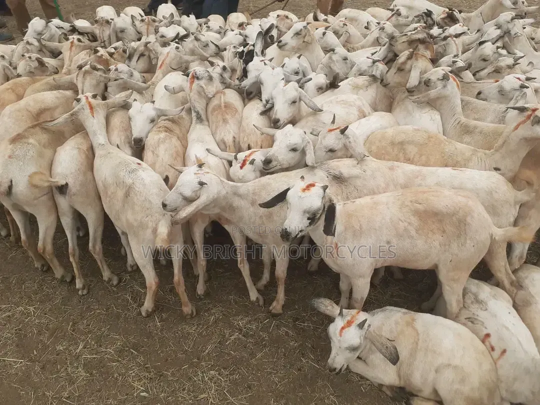 Galla Goats 