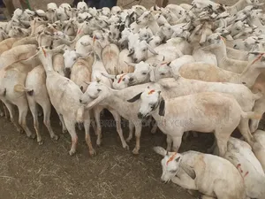 Galla Goats 