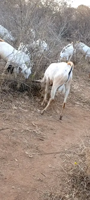Galla Goat