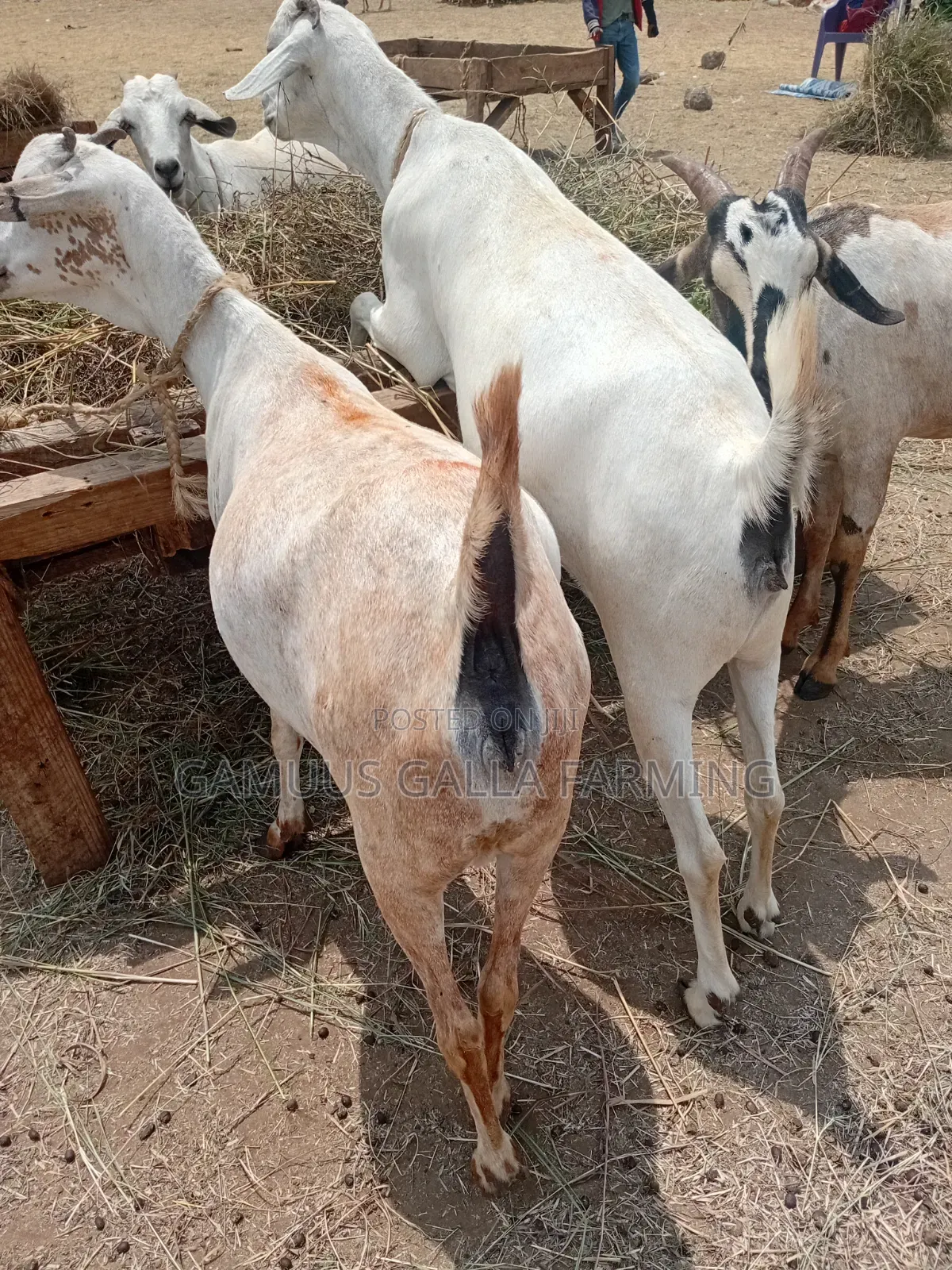 Galla Goat