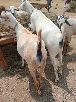 Galla Goat