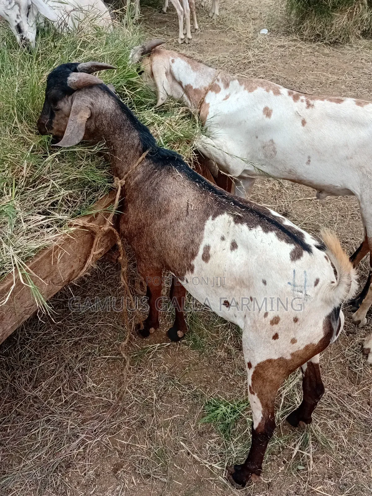 Galla Goat