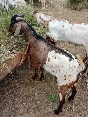 Galla Goat
