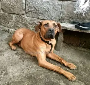 6-12 months Female Purebred Boxer