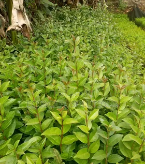 Japonica Glossy Privet