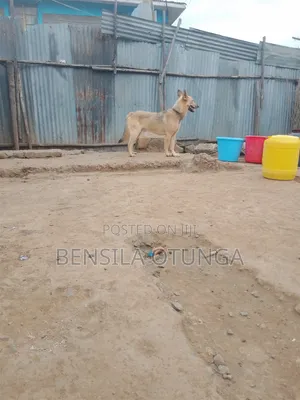 6-12 months Male Mixed Breed German Shepherd