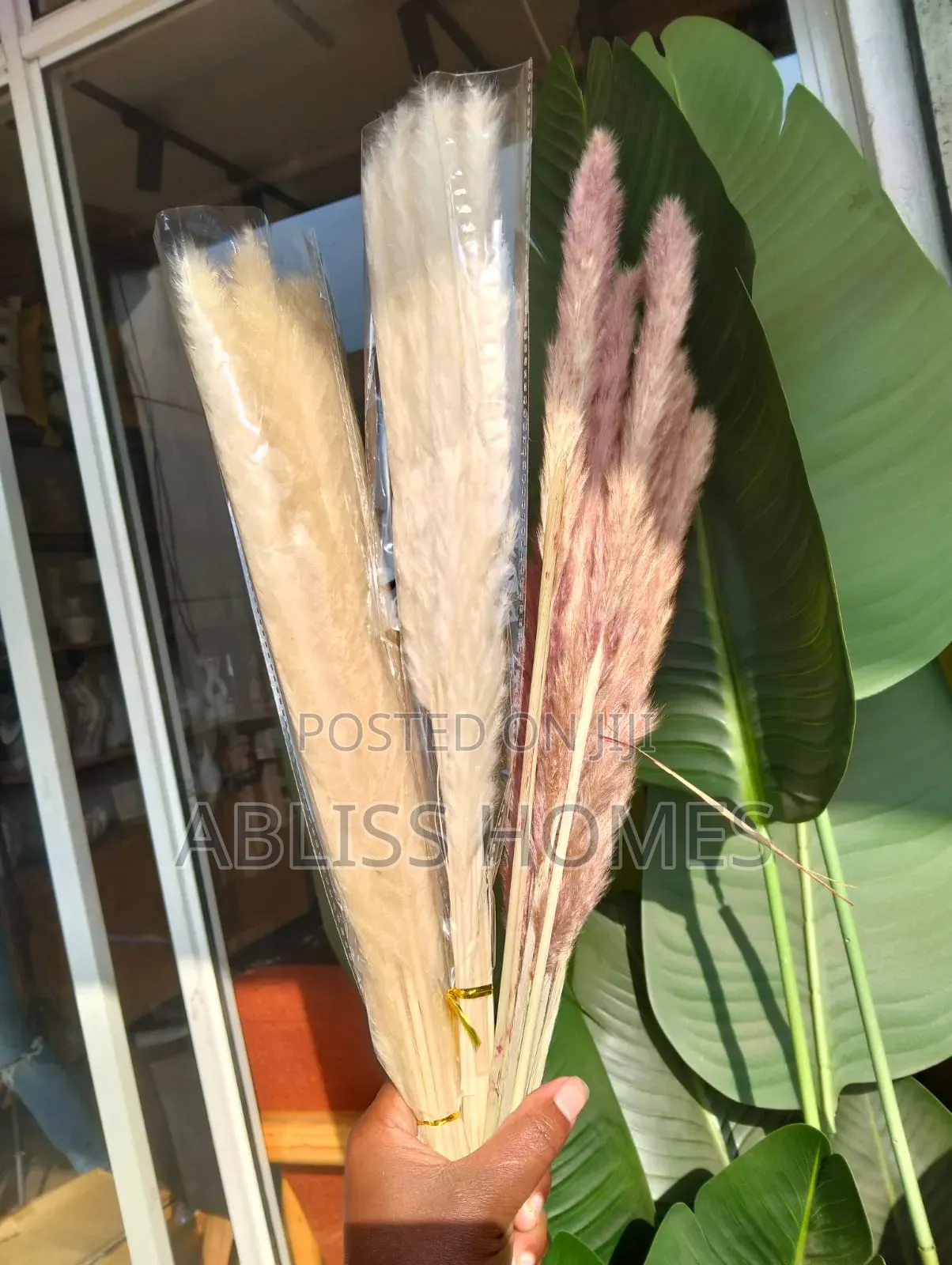 Dried Mini Pampas Grass
